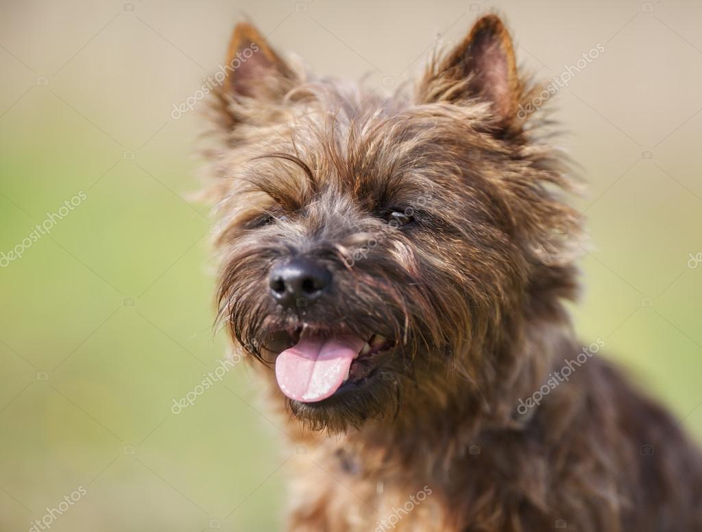 Yorkshire Terrier Brown West Highland Terrier Westie Dog Breed