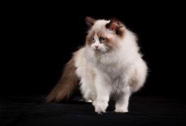 Safkan ragdoll kedi