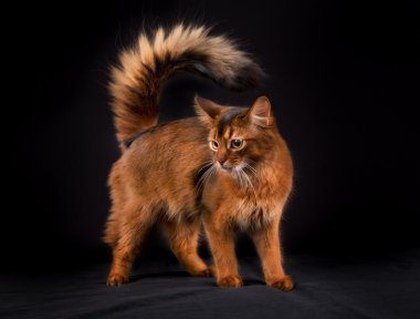Safkan Somali kedi
