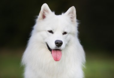 safkan samoyed köpek