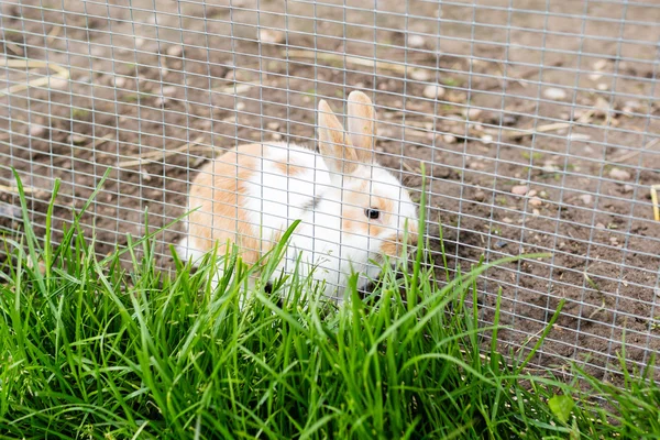 Rabbit outdoors in enclosure — Stock Photo, Image