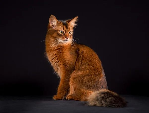 Gato somali de raça pura — Fotografia de Stock