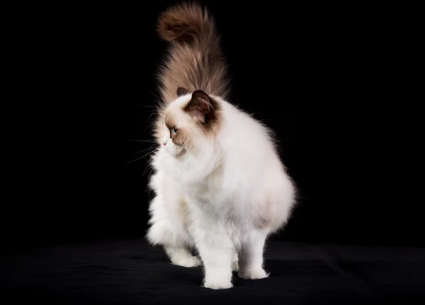 Reinrassige Ragdoll-Katze — Stockfoto