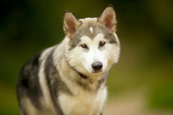 Аляскинская маламутная собака — стоковое фото