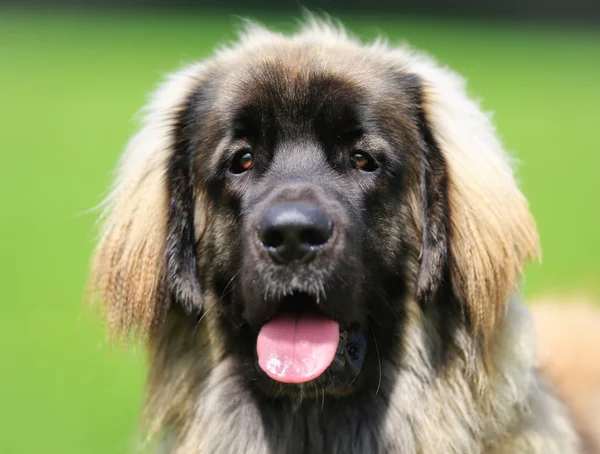 Καθαρόαιμος leonberger σκυλί — Φωτογραφία Αρχείου