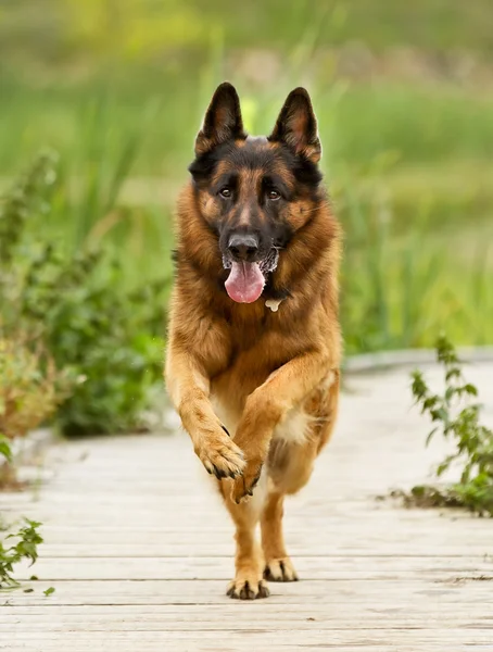 Felnőtt német juhász kutya — Stock Fotó