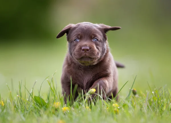 棕色拉布拉多猎犬小狗 — 图库照片