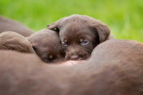 Labrador Retriever Hündin mit Welpen — Stockfoto