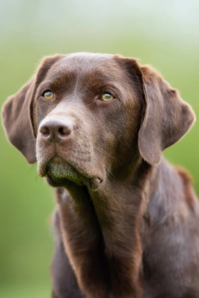 ラブラドル ・ レトリーバー犬の顔 — ストック写真