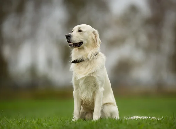 Golden retriever hund solig dag — Stockfoto