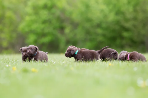 Brown labrador retriever puppies — Stock Photo, Image