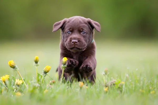 Mladý labrador retrívr štěně — Stock fotografie