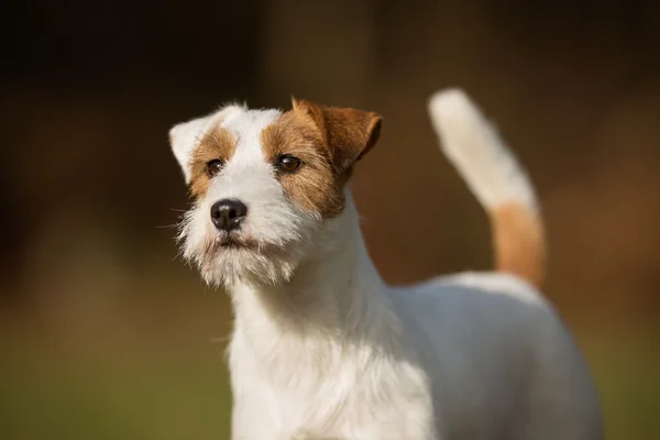 Chien Jack Russell Terrier de race — Photo