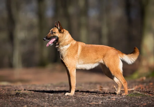 Rasechte Belgische Mechelaar hond — Stockfoto