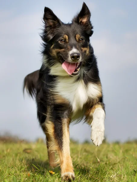 Border Collie koira — kuvapankkivalokuva