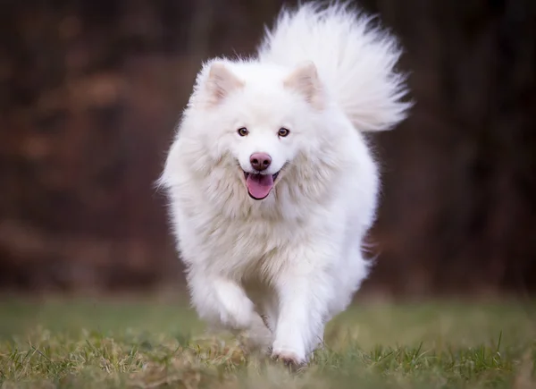 Safkan köpek — Stok fotoğraf