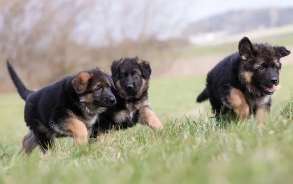 Drei Schäferhund-Welpen spielen — Stockfoto