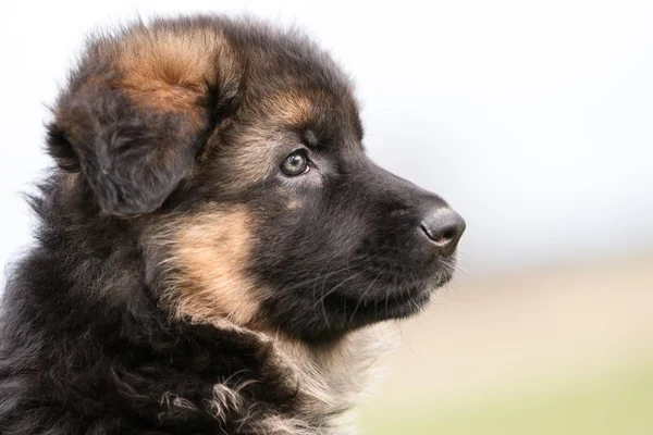 Cute German Shepherd Puppy — Stock Photo, Image