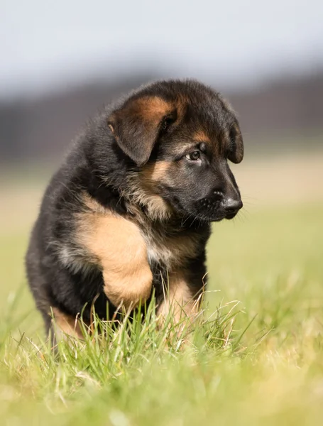 German Shepherd Puppy — Stock Photo, Image
