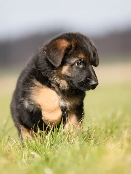 Alman çoban köpek — Stok fotoğraf