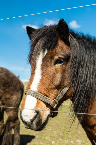 Tvář koně — Stock fotografie