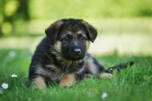 Pastore tedesco cucciolo sdraiato nell'erba — Foto Stock