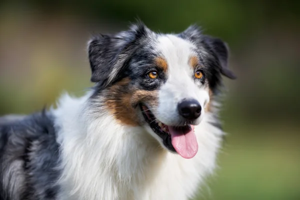 Close-up of senior border collie dog — Stock Photo, Image