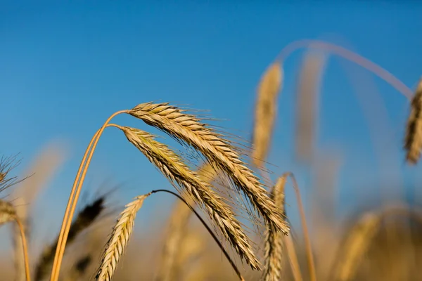 Detail zralé pšenice — Stock fotografie