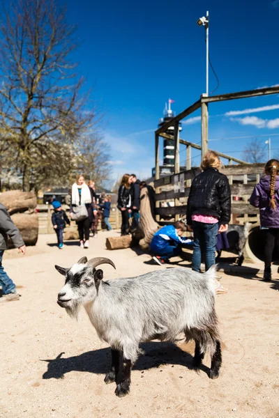 Jardim zoológico de copenhagen — Fotografia de Stock