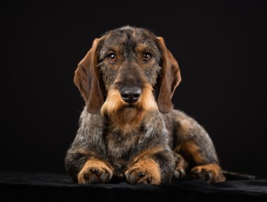 Wirehaired dachshund