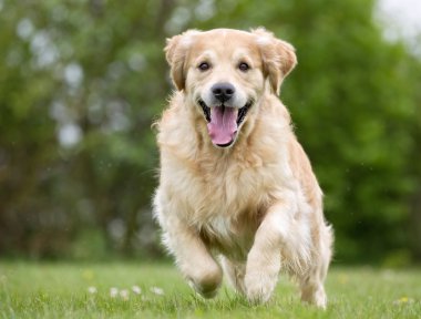 Golden Retriever dog running outdoors in nature clipart