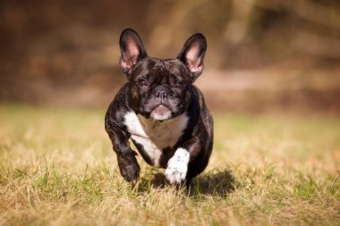 safkan Fransız buldozer