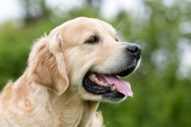 Golden Retriever köpek açık havada doğa
