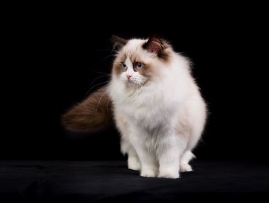 Safkan ragdoll kedi