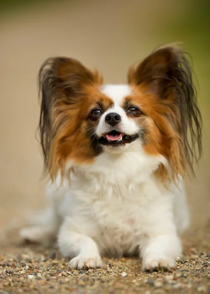 Papillon cão — Fotografia de Stock