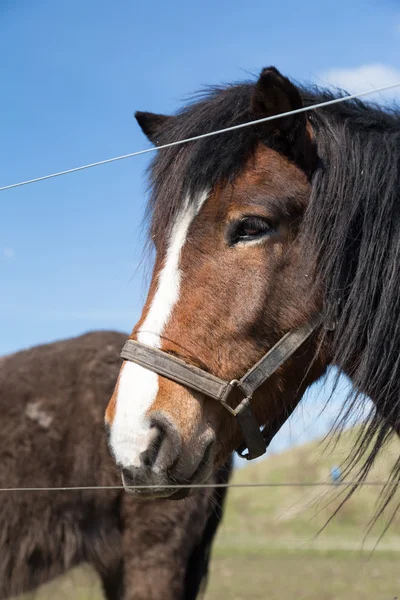 Face of horse — Stock Photo, Image