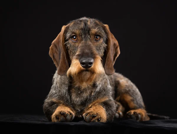 Wirehaired jamnik — Zdjęcie stockowe