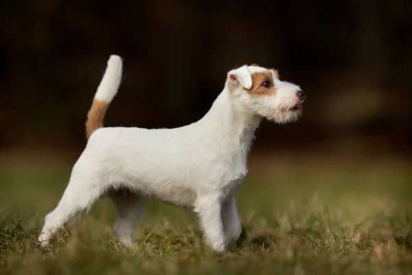Rasowe pies Jack Russell Terrier — Zdjęcie stockowe