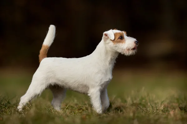 Câine Purebred Jack Russell Terrier — Fotografie, imagine de stoc