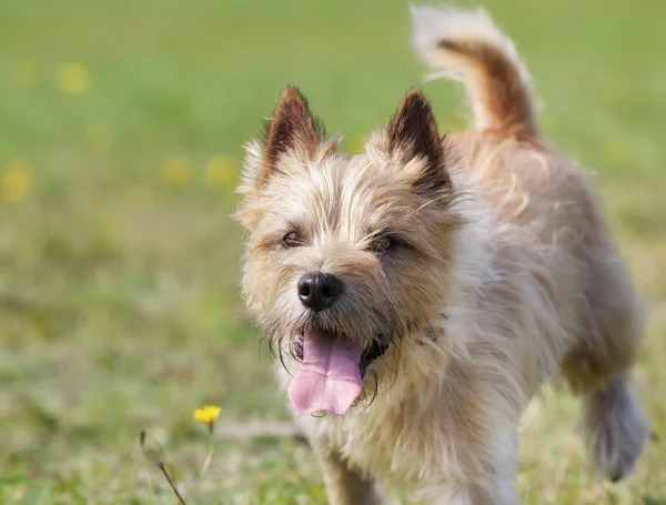 Anjing terrier cairn coklat muda — Stok Foto