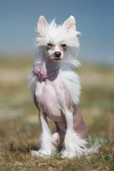 Chinese Crested dog outdoors in nature — Stock Photo, Image