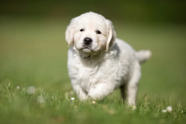 Kamera doğru yürüyen genç golden retriever yavru — Stok fotoğraf