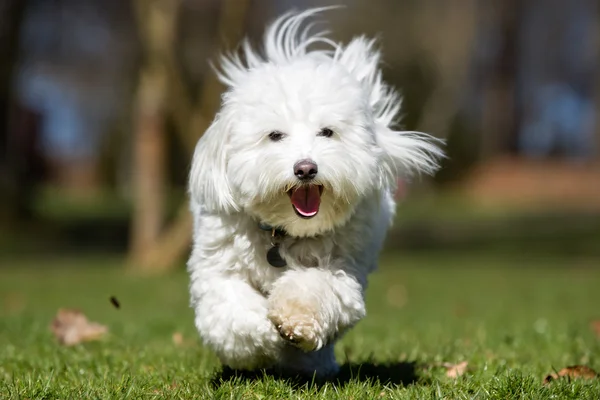 Собака Coton de Tulear бегает на природе — стоковое фото