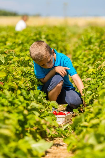 Junge pflückt Erdbeeren — Stockfoto