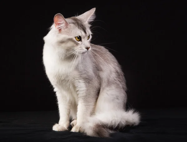 Gato somali de raça pura — Fotografia de Stock