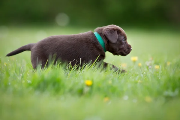 Kahverengi labrador retriever köpek yavrusu — Stok fotoğraf