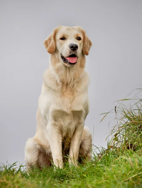 Golden retriever hund på solrig dag - Stock-foto