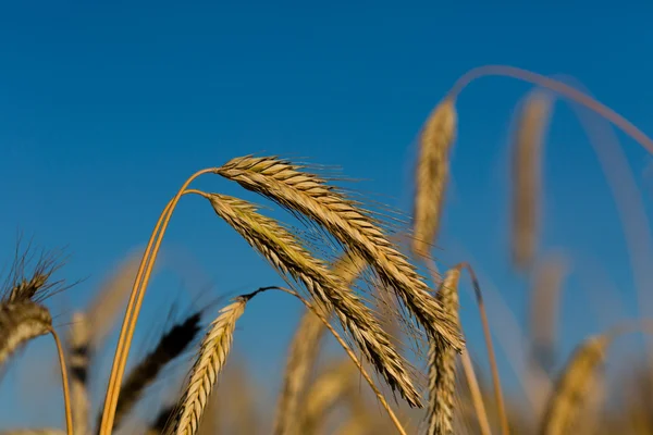 Detail zralé pšenice — Stock fotografie