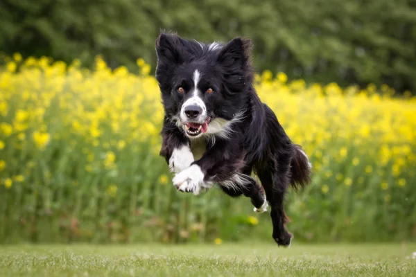 Kenar kömür ocağı köpek açık havada doğa içinde — Stok fotoğraf