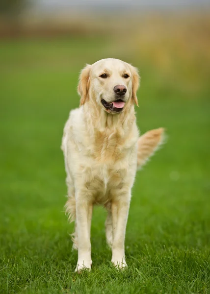 Золотий собака-ретривер на сонячний день — стокове фото